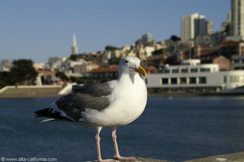 californie_california_sanfrancisco_municipalpier_goeland