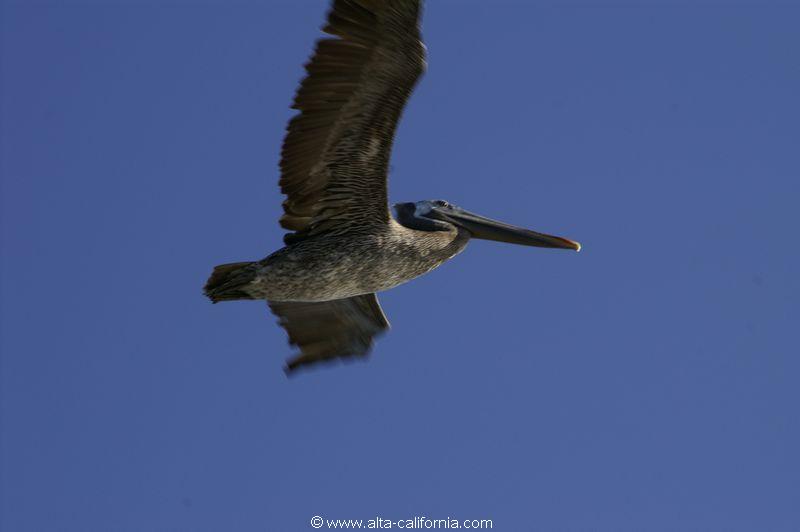 californie_california_sanfrancisco_pelicanbrun