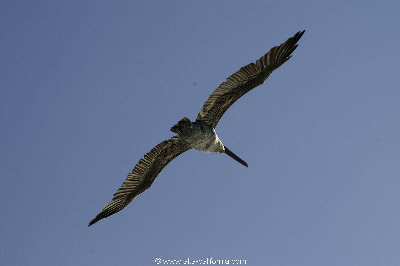 californie_california_sanfrancisco_pelicanbrun