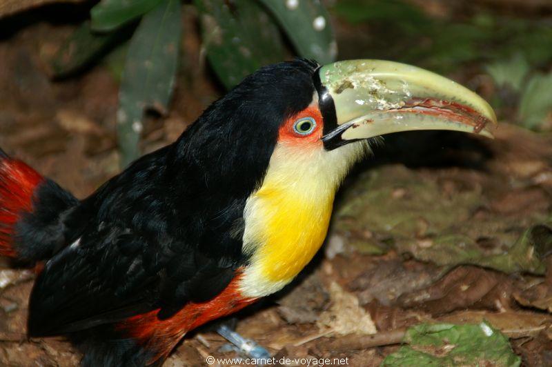 carnetdevoyage_brésil_brazil_brasil_chutesdiguaçu_iguacufalls_cataratasdoiguaçu_toucan