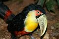 carnetdevoyage_brésil_brazil_brasil_chutesdiguaçu_iguacufalls_cataratasdoigaçu_parquedoiguazu_gargantadeldiablo_toucan