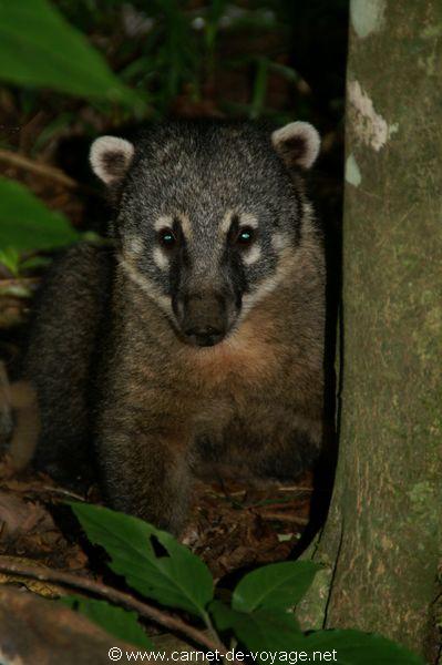 carnetdevoyage_brésil_brazil_brasil_chutesdiguaçu_iguacufalls_cataratasdoigaçu_parquedoiguazu_gargantadeldiablo_coati