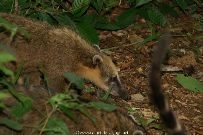 carnetdevoyage_brésil_brazil_brasil_chutesdiguaçu_iguacufalls_cataratasdoigaçu_parquedoiguazu_gargantadeldiablo_coati