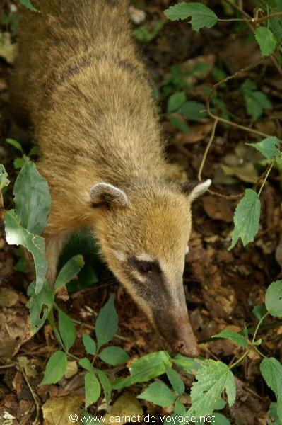 carnetdevoyage_brésil_brazil_brasil_chutesdiguaçu_iguacufalls_cataratasdoigaçu_parquedoiguazu_gargantadeldiablo_coati