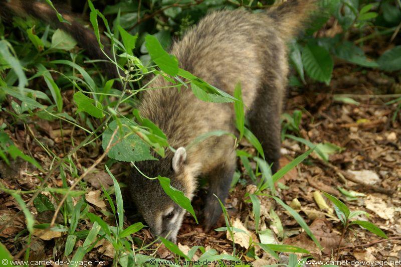 carnetdevoyage_brésil_brazil_brasil_chutesdiguaçu_iguacufalls_cataratasdoigaçu_parquedoiguazu_gargantadeldiablo_coati