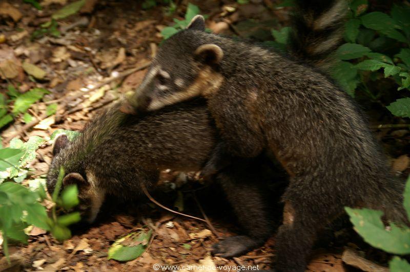 carnetdevoyage_brésil_brazil_brasil_chutesdiguaçu_iguacufalls_cataratasdoigaçu_parquedoiguazu_gargantadeldiablo_coati