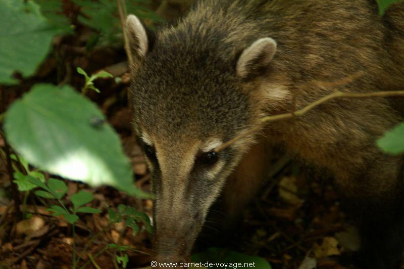 carnetdevoyage_brésil_brazil_brasil_chutesdiguaçu_iguacufalls_cataratasdoigaçu_parquedoiguazu_gargantadeldiablo_coati