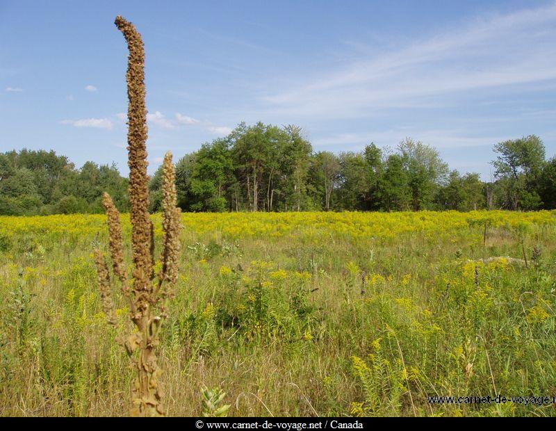 carnetdevoyage_canada_québec_naturequebecoise quebec nature prés près du Saint Laurent