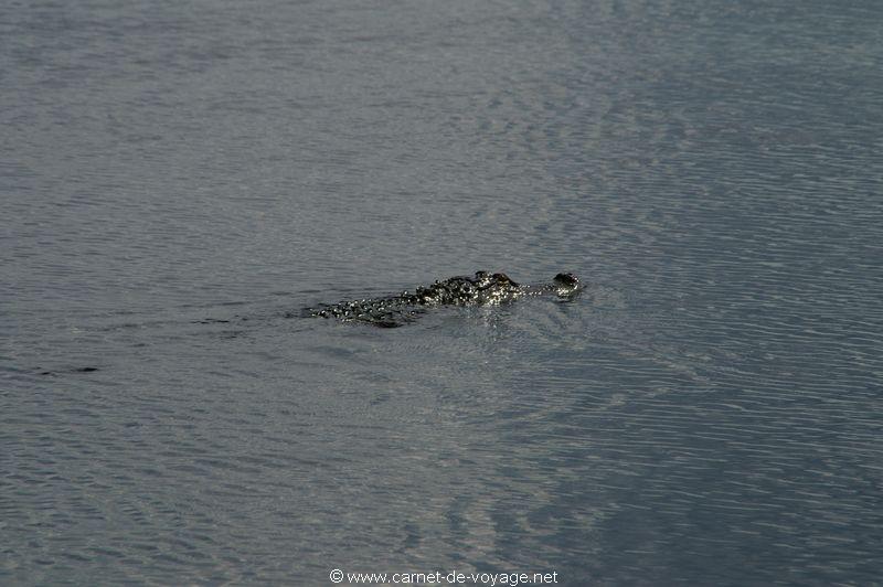 carnetdevoyage_floride_florida_airboatride_alligator