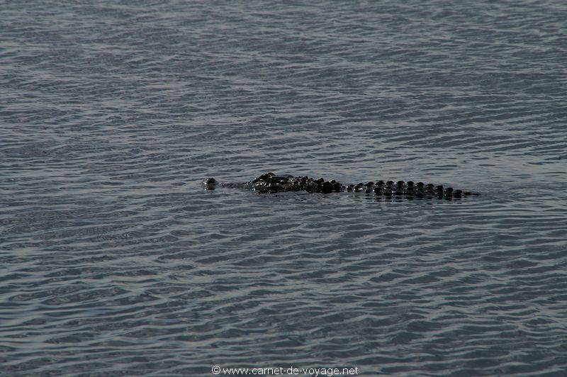 carnetdevoyage_floride_florida_airboatride_alligator