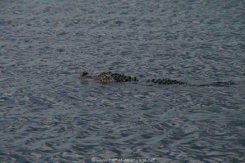 carnetdevoyage_floride_florida_airboatride_alligator