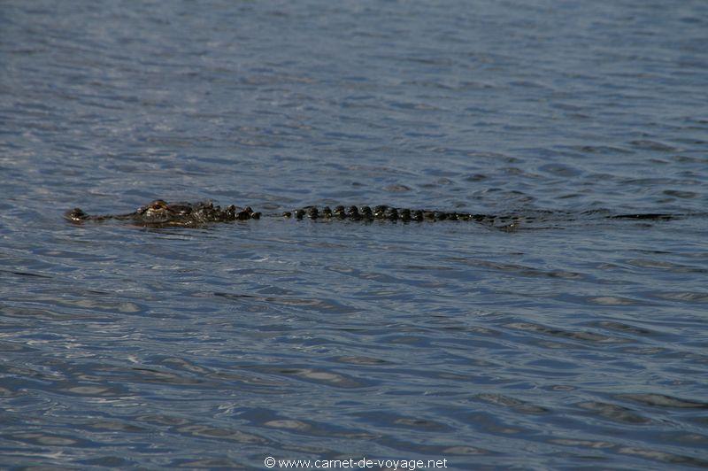 carnetdevoyage_floride_florida_airboatride_alligator