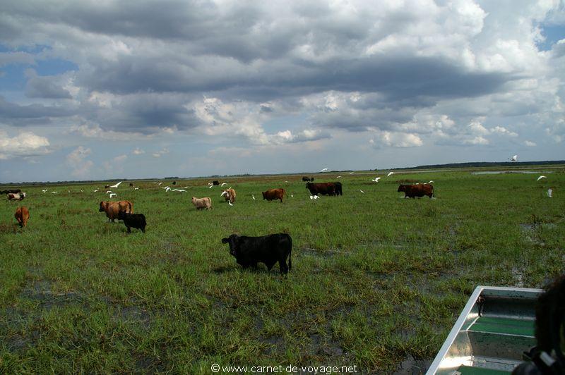 carnetdevoyage_floride_florida_airboatride_btail