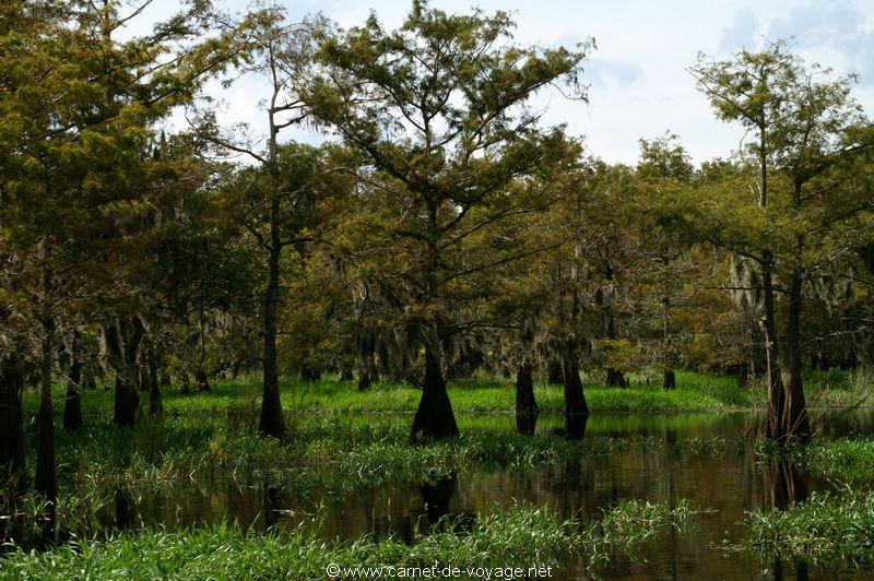 carnetdevoyage_floride_florida_airboatride_cyprs