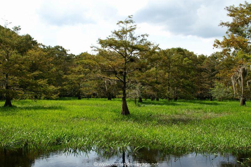 carnetdevoyage_floride_florida_airboatride_cyprs