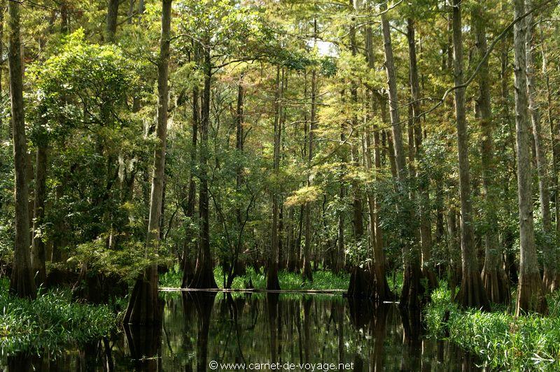 carnetdevoyage_floride_florida_airboatride_cyprs