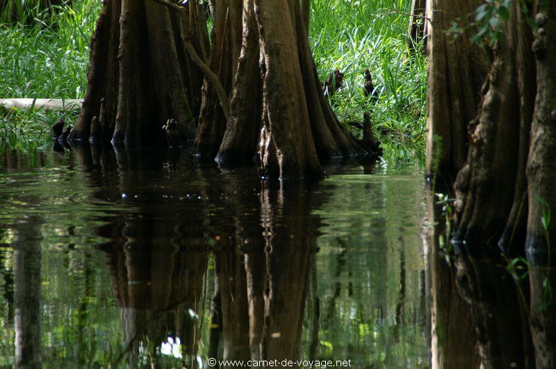 carnetdevoyage_floride_florida_airboatride_cyprs