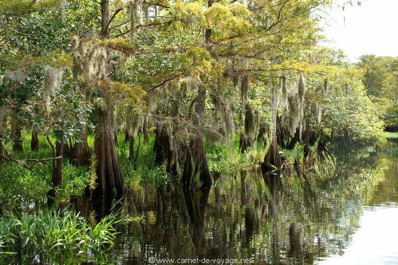 carnetdevoyage_floride_florida_airboatride_cyprs