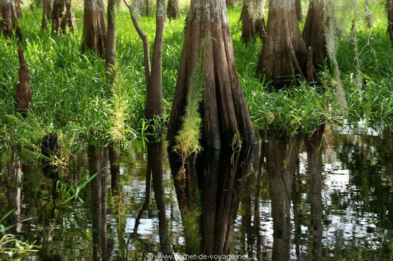 carnetdevoyage_floride_florida_airboatride_cyprs