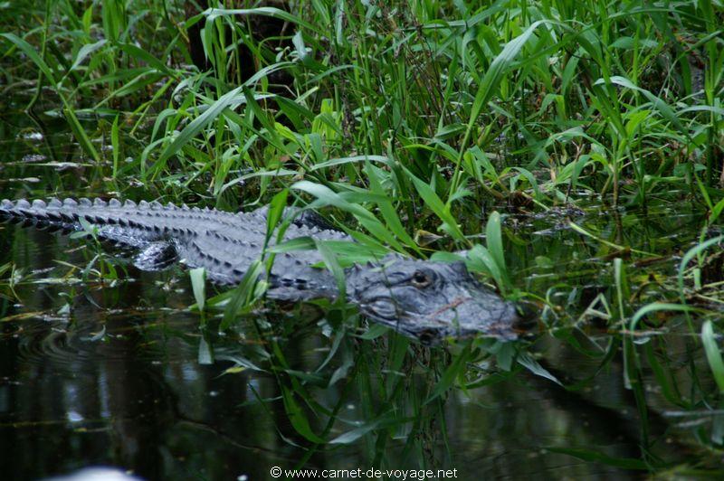 carnetdevoyage_floride_florida_airboatride_cyprs_alligator