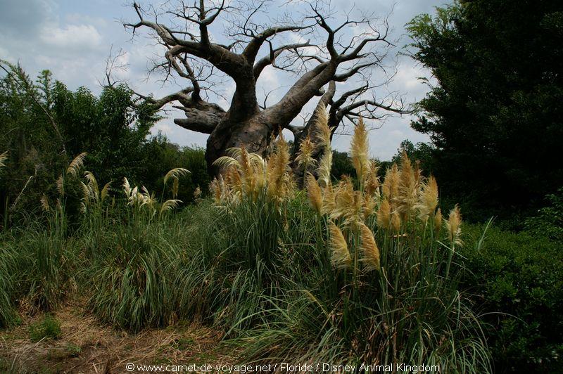 carnetdevoyage_floride_florida_orlando_disneyworld_animalkingdom