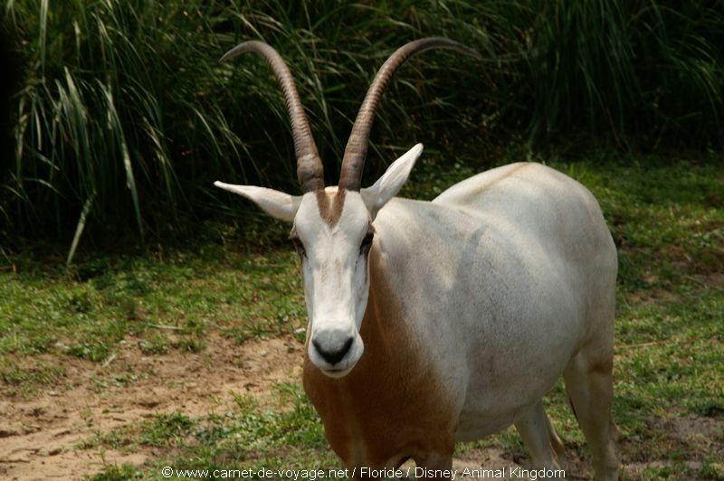 carnetdevoyage_floride_florida_orlando_disneyworld_animalkingdom