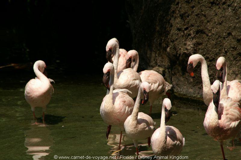 carnetdevoyage_floride_florida_orlando_disneyworld_animalkingdom