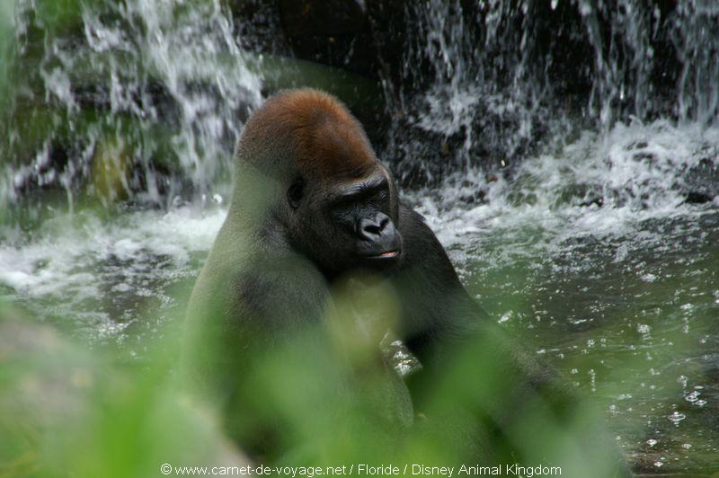 carnetdevoyage_floride_florida_orlando_disneyworld_animalkingdom