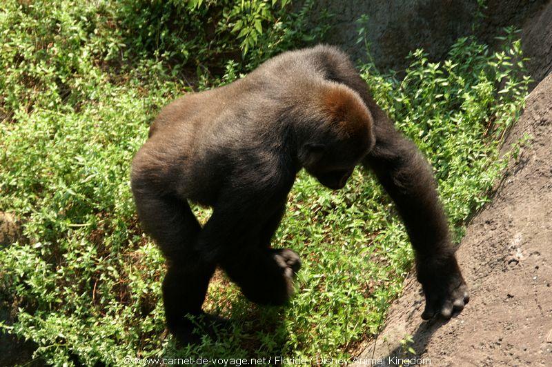 carnetdevoyage_floride_florida_orlando_disneyworld_animalkingdom