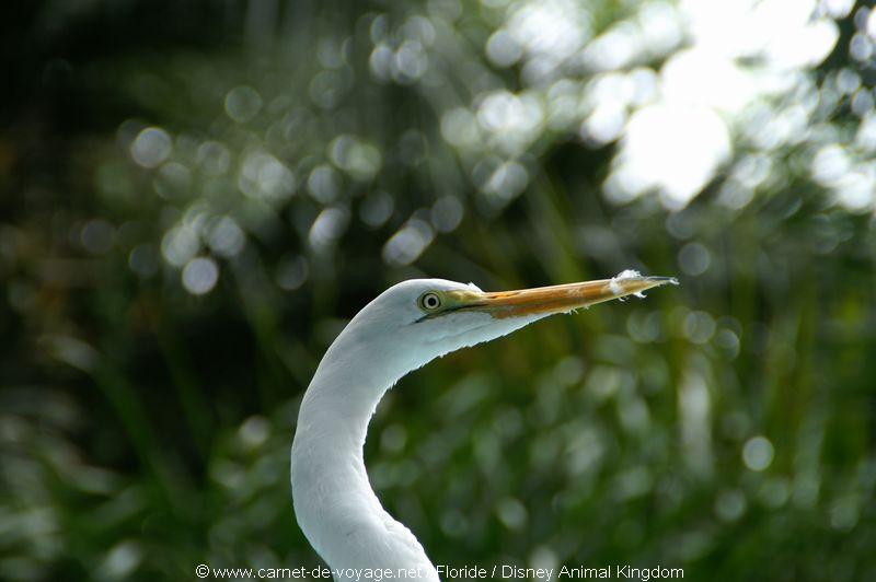 carnetdevoyage_floride_florida_orlando_disneyworld_animalkingdom