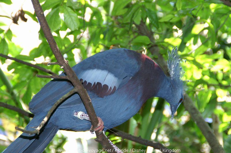 carnetdevoyage_floride_florida_orlando_disneyworld_animalkingdom