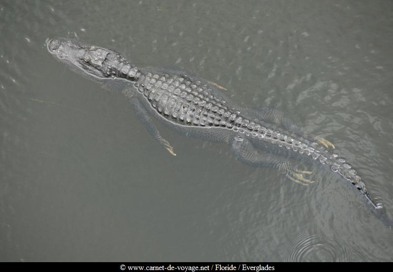 carnetdevoyage_floride_florida_everglades_nationalpark_sharkvalley_alligator