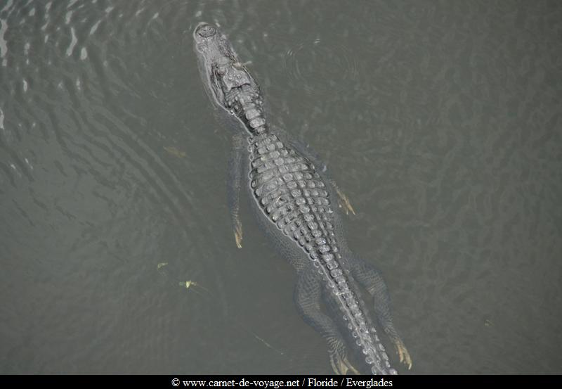 carnetdevoyage_floride_florida_everglades_nationalpark_sharkvalley_alligator