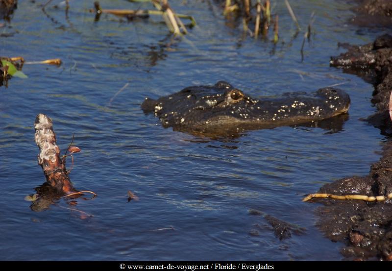 carnetdevoyage_floride_florida_everglades_miccosukee_nativeamerican_indien_alligator