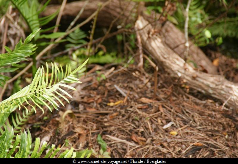 carnetdevoyage_floride_florida_everglades_nationalpark_sharkvalley_alligator