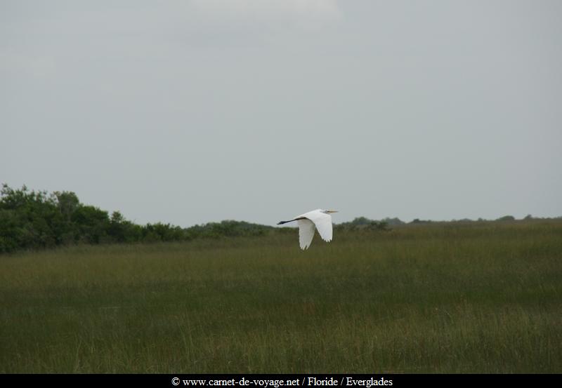 carnetdevoyage_floride_florida_everglades_nationalpark_sharkvalley_