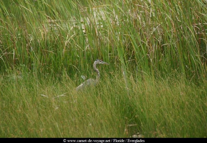 carnetdevoyage_floride_florida_everglades_nationalpark_sharkvalley_