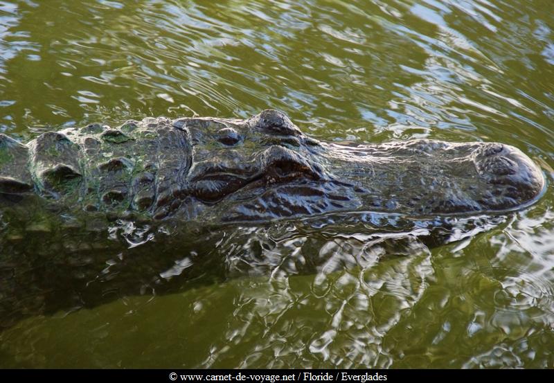 carnetdevoyage_floride_florida_everglades_miccosukee_nativeamerican_indien_alligator