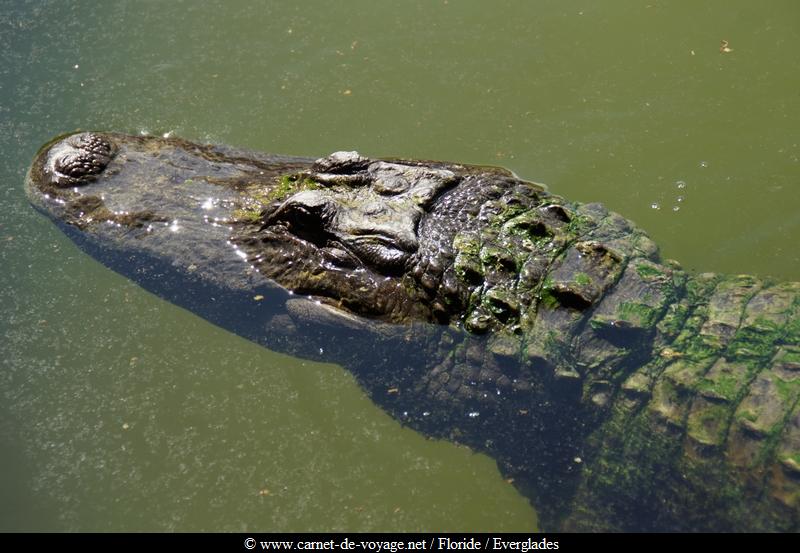 carnetdevoyage_floride_florida_everglades_miccosukee_nativeamerican_indien_alligator