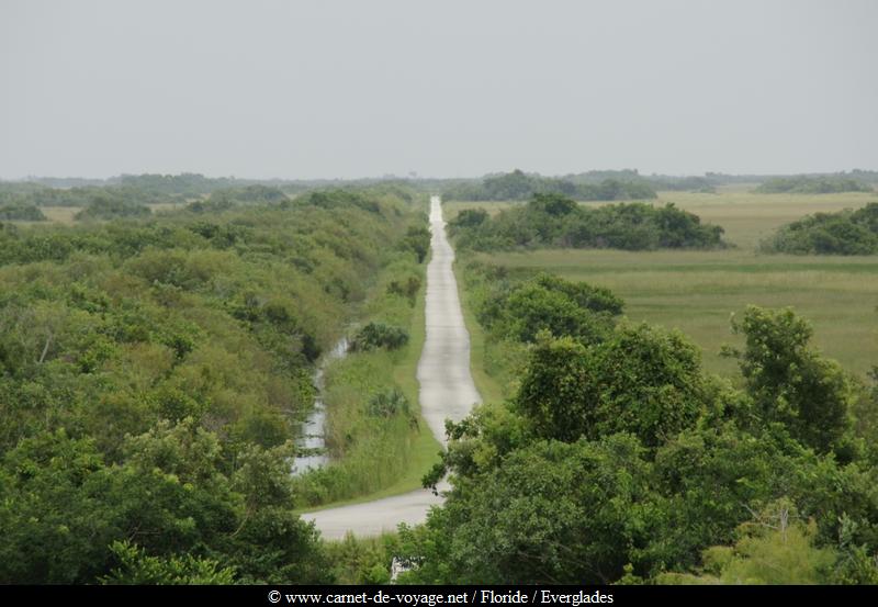 carnetdevoyage_floride_florida_everglades_nationalpark_sharkvalley_alligator