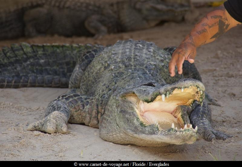 carnetdevoyage_floride_florida_everglades_miccosukee_nativeamerican_indien_alligator