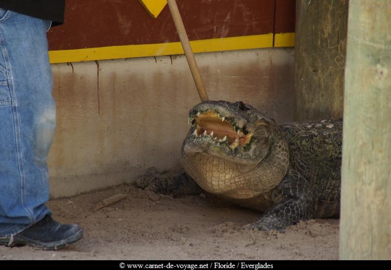 carnetdevoyage_floride_florida_everglades_miccosukee_nativeamerican_indien_alligator