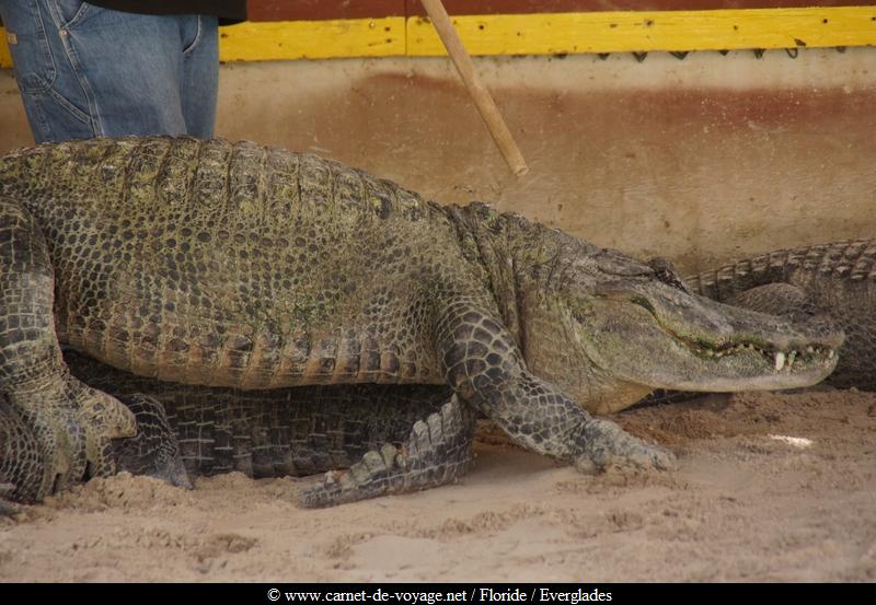 carnetdevoyage_floride_florida_everglades_miccosukee_nativeamerican_indien_alligator