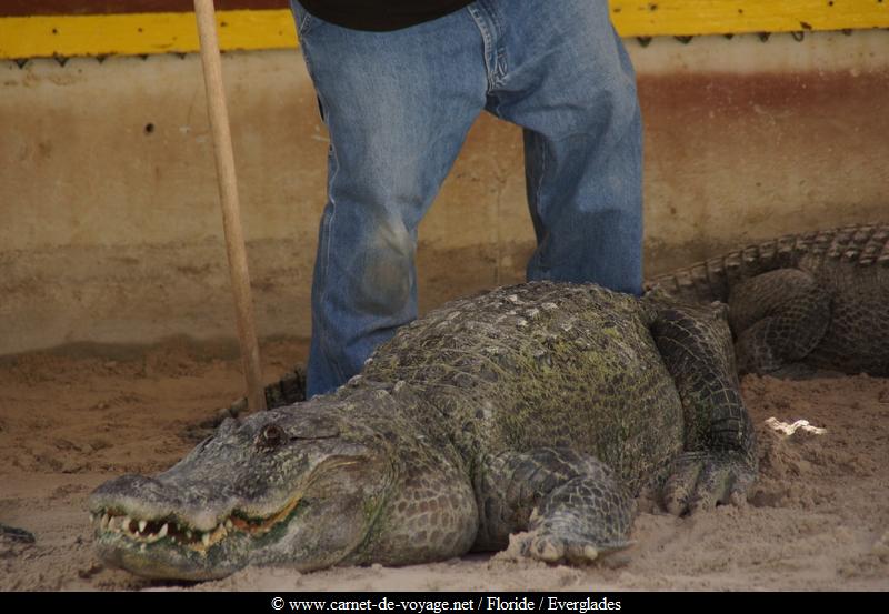 carnetdevoyage_floride_florida_everglades_miccosukee_nativeamerican_indien_alligator