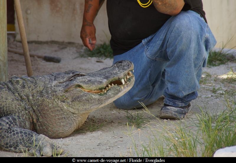 carnetdevoyage_floride_florida_everglades_miccosukee_nativeamerican_indien_alligator