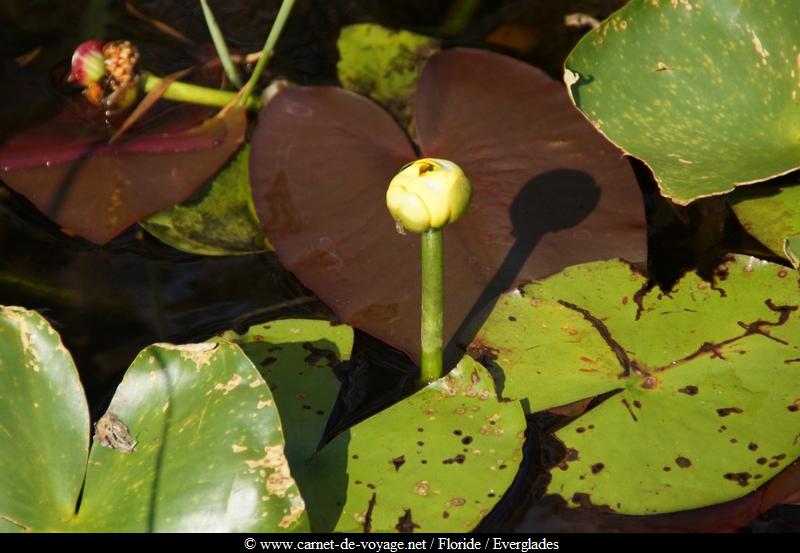 carnetdevoyage_floride_florida_everglades_miccosukee_nativeamerican_indien_alligator