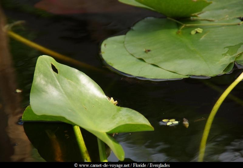 carnetdevoyage_floride_florida_everglades_miccosukee_nativeamerican_indien_alligator