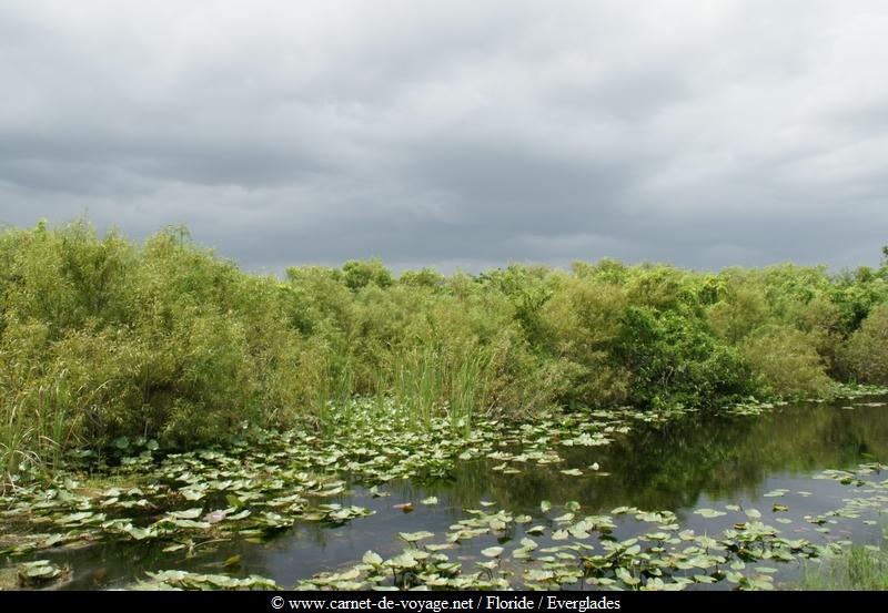 carnetdevoyage_floride_florida_everglades_nationalpark_sharkvalley_alligator