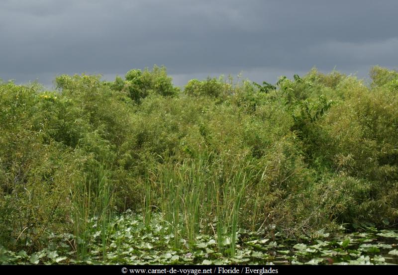 carnetdevoyage_floride_florida_everglades_nationalpark_sharkvalley_alligator