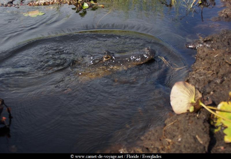 carnetdevoyage_floride_florida_everglades_miccosukee_nativeamerican_indien_alligator